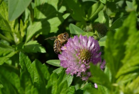 Пчелиная пасека на даче: преимущества и недостатки